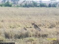 539 Geparden genießen ihr Frühstück (Gazelle raw) gleich neben der Strasse